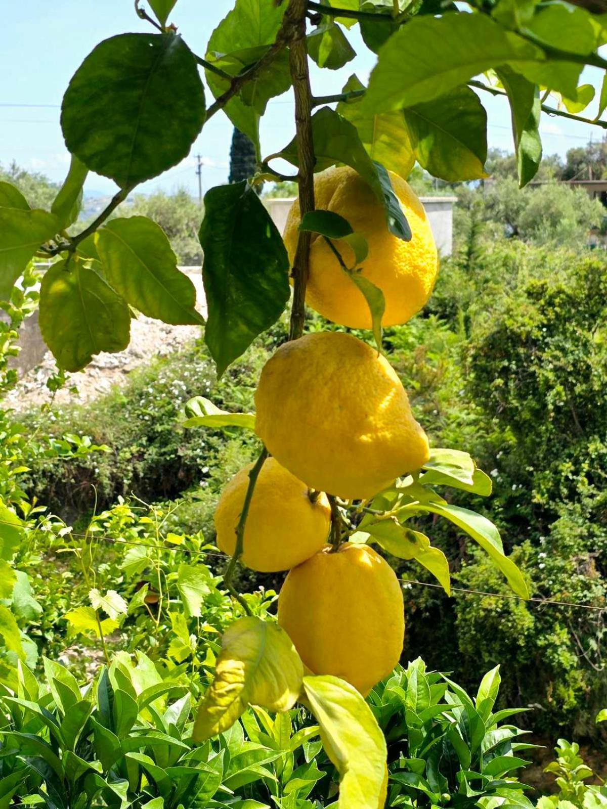 Philoxenia Guest House Himare Buitenkant foto