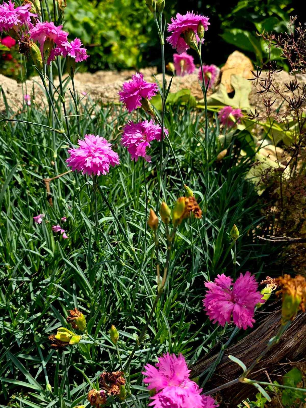 Philoxenia Guest House Himare Buitenkant foto