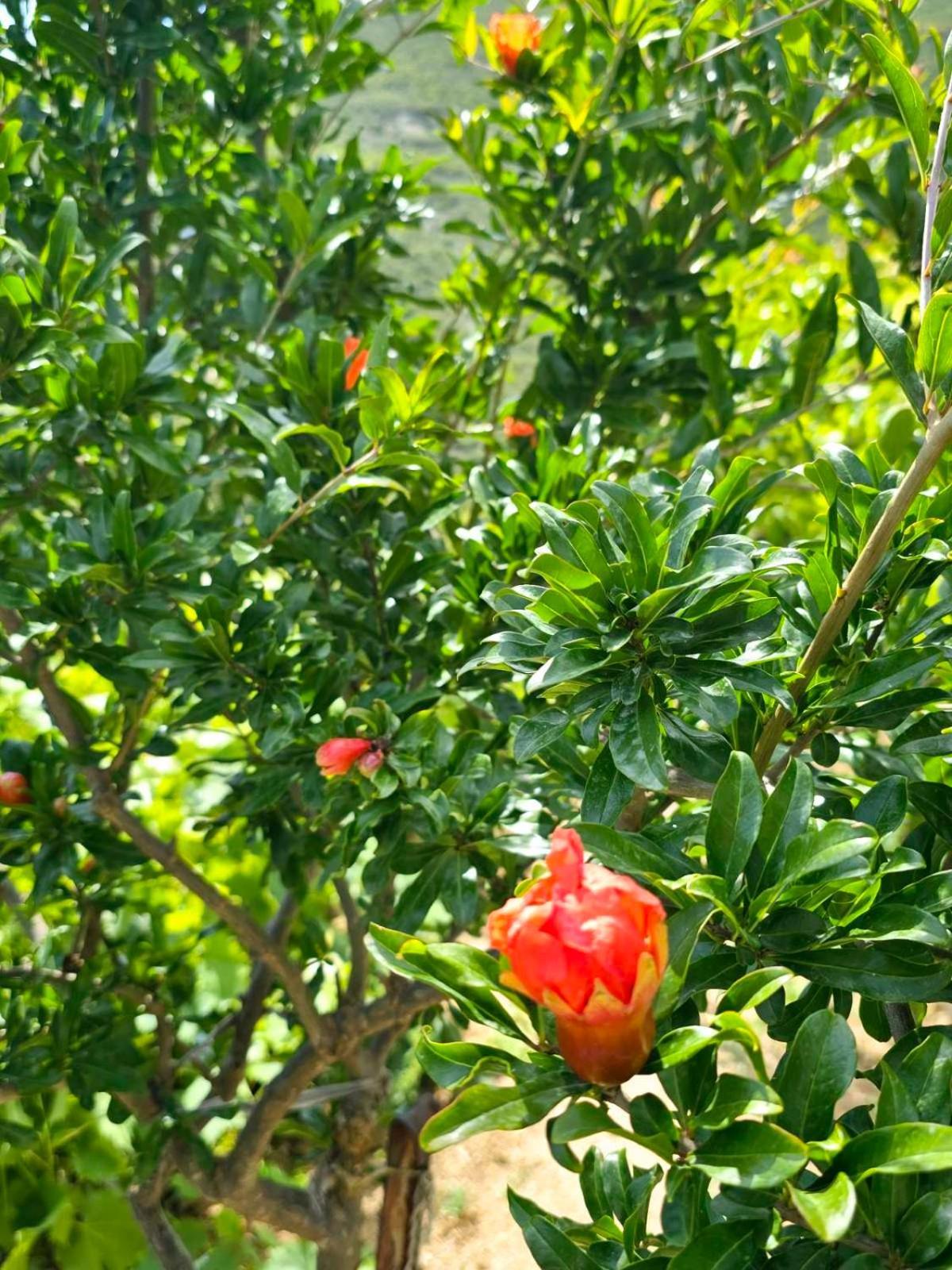 Philoxenia Guest House Himare Buitenkant foto