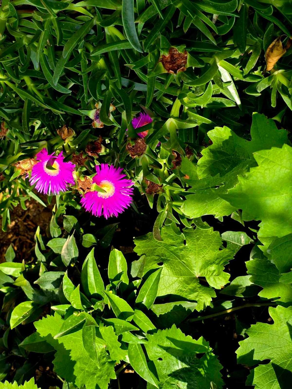 Philoxenia Guest House Himare Buitenkant foto